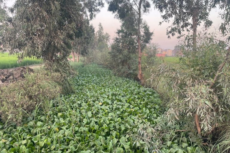 ورد النيل أزمة ممتدة منذ نحو قرنين من الزمن في مصر ورد النيل يسرق حوالي 3 مليارات م مكعبة من حصة مصر