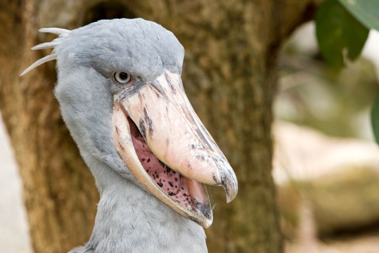 Shoebill Jurong Bird Park Singapore. (Photo by: Andrew Woodley/Education Images/Universal Images Group via Getty Images)
