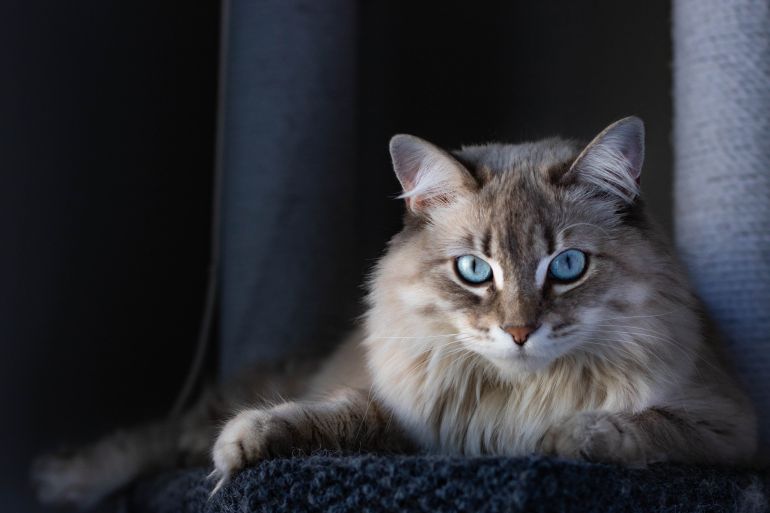 Intense Dark Confident Portrait of Long Haired Cat; Shutterstock ID 1646694724; purchase_order: aljazeera ; job: ; client: ; other: